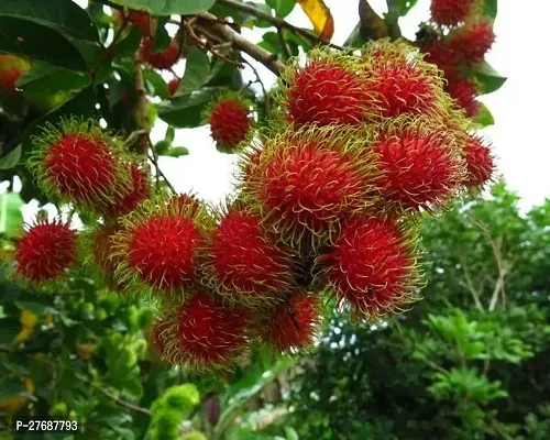 Zomoloco Rare Red Rambutan Hybrid Exotic Fruit See