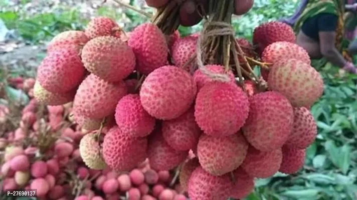 Zomoloco Air Layered Hybrid Bombai Litchi Plant Li