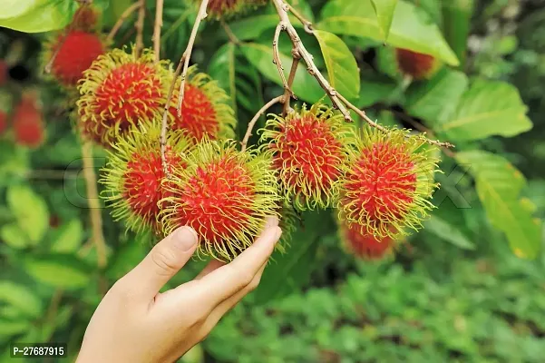 Zomoloco Rare Red Rambutan Hybrid Exotic Fruit See