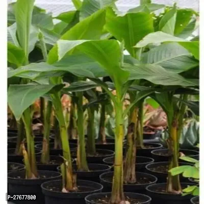 Zomoloco Pisang Raja Banana Hybrid Plant For Outdo-thumb0