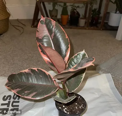 Zomoloco Live Rubber Plant For Indoor Home Decorat