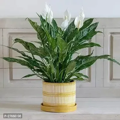 Zomoloco Peace Lily Or Spathiphyllum Live Plant Wh