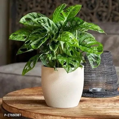 Zomoloco Broken Heart Indoor Plant With Air Purify