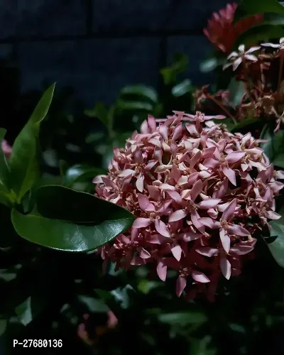 Zomoloco Trothic Ixora Chethi Pink Plant Live Flow-thumb0