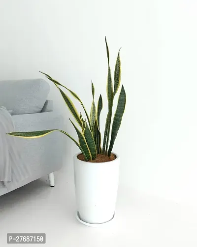 Zomoloco Snake Plant For Home Decorations Best For