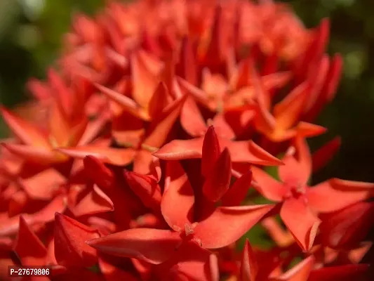 Zomoloco Trothic Ixora Chethi Red Plant Live Flowe