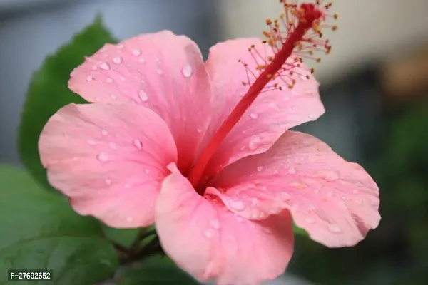 Zomoloco Hibiscus Pink Cf30068 Hibiscus Plant-thumb0