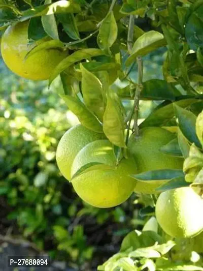 Zomoloco Musambi Plant Lemon Plant-thumb0