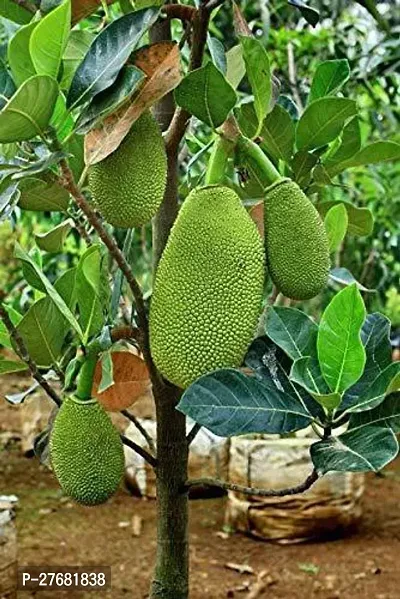 Zomoloco Jackfruit Plant Jfff1 Jack Fruit Plant-thumb0