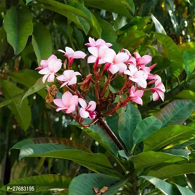 Zomoloco Plumeria Plant Plumeria Plant