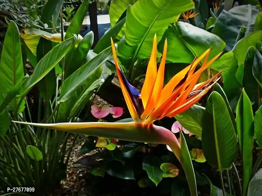 Zomoloco Bird Of Paradise Flower Plant Bird Of Par