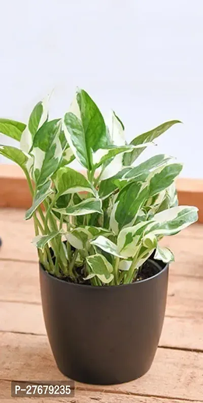 Zomoloco Monay Plant Yb83 Money Plant-thumb0