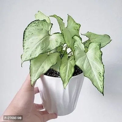 Zomoloco Air Furifying Syngonium Plant Syngonium P-thumb0