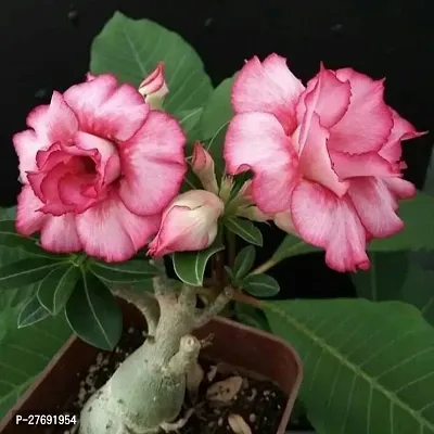 Zomoloco Air Layered Adenium Plant Live Plant Cf4-thumb0