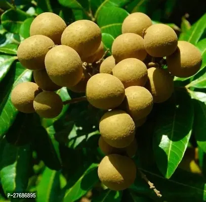 Zomoloco Rare Dwarf Longan Fruit Plant Thailand V