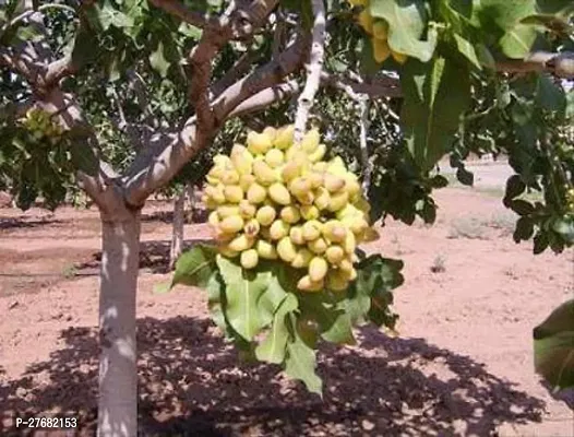 Zomoloco Pistachio Pistachio Plant-thumb0