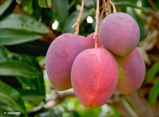 Zomoloco Mango Plant The Purple Irwin Mango Live Grafted Plant. G5-thumb0