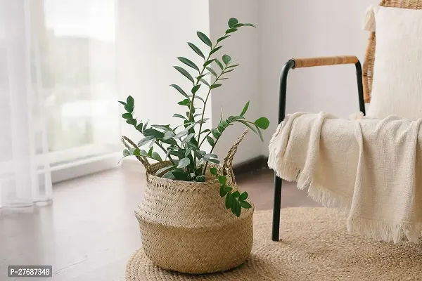 Zomoloco Live Air Purifying Indoor Zz Zamioculcas-thumb0