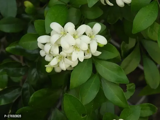 Zomoloco Kamini Flower Murraya Paniculata Plant C