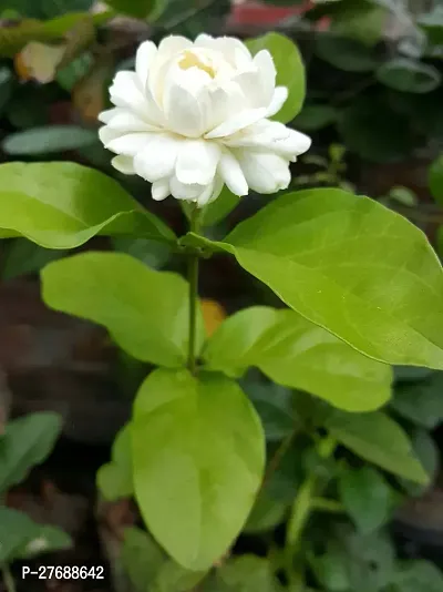 Zomoloco Arabian Jasmine Double Petal Live Flower-thumb0