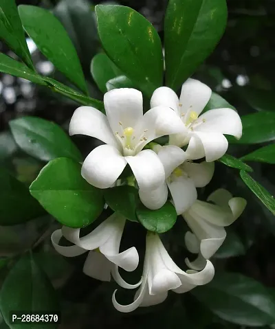 Zomoloco Murraya Paniculata Plant Kamini Flower Murraya PaniculataPlant CF200047111-thumb0