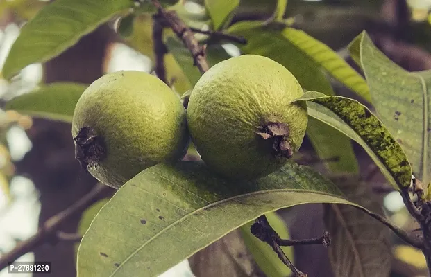 Zomoloco Air Layered Hybrid Banarasi Variant Guava