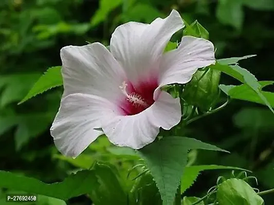 Zomoloco Hibiscus White Plant Cf70022 Hibiscus P-thumb0