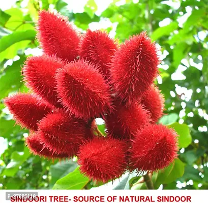 Zomoloco Annatto Sindoor Plant Cfo93 Zz Plan-thumb0