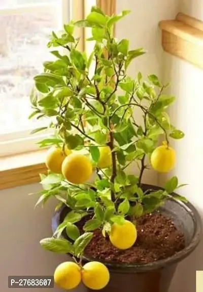 Zomoloco Lemon Plant Lemon Plant-thumb0