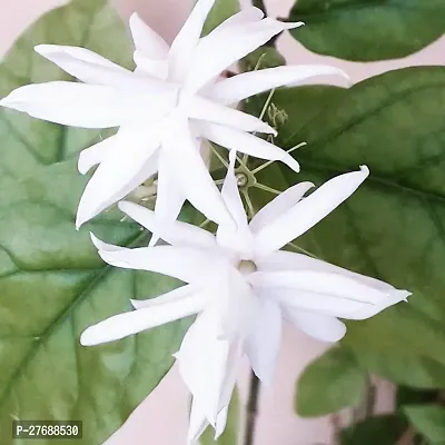 Zomoloco Arabian Jasmine Double Petal Live Flower-thumb0