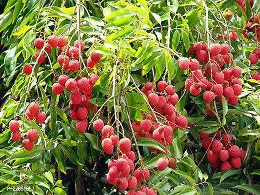 Zomoloco Air Layered Hybrid Gulabi Litchi Plant Li