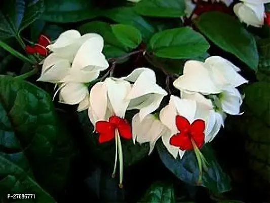 Zomoloco Live Rare Bleeding Heart Vine White Cler-thumb0