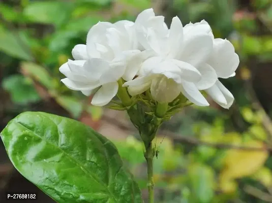 Zomoloco Jasmine Flower Live Plantpg1 Jasmine Pl-thumb0