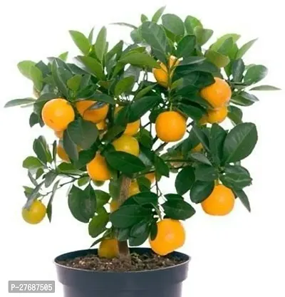 Zomoloco Nagpur Mandarin Orange All Time Variety G-thumb0