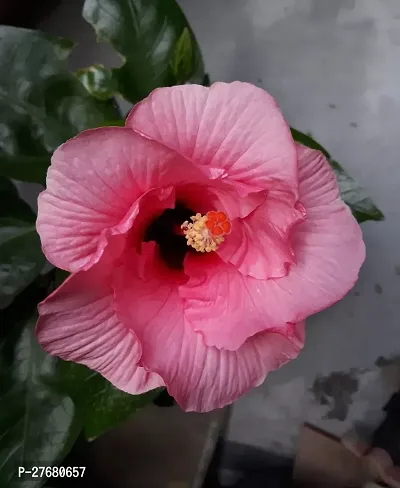 Zomoloco Hibiscus Red Live Flower Plant Disha220