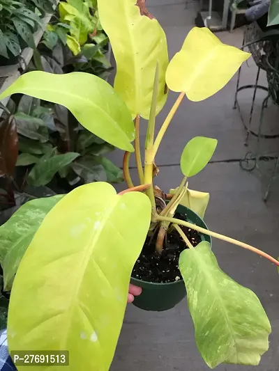 Zomoloco Philodendron Indoor Hybrid Live Plant For-thumb0