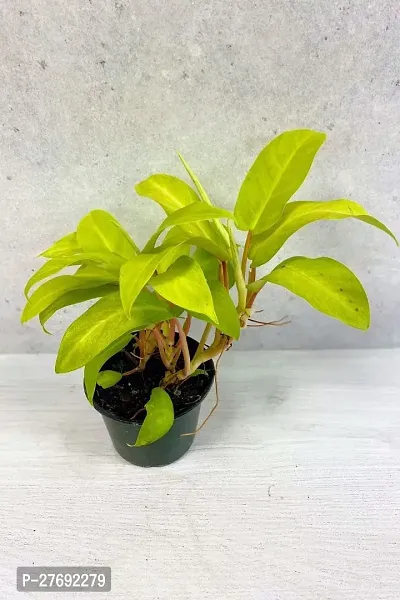 Zomoloco Philodendron Indoor Hybrid Live Plant For-thumb0