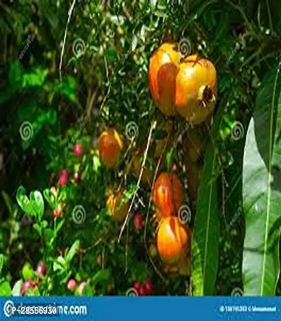 Zomoloco Pomegranate Plant 9798 Premium PlantAnnar Sap_148-thumb0