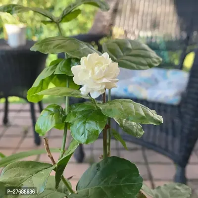 Zomoloco Arabian Jasmine Double Petal Live Flower-thumb0