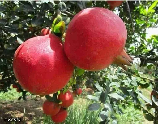 Zomoloco Pomegranate Pomegranate Plant