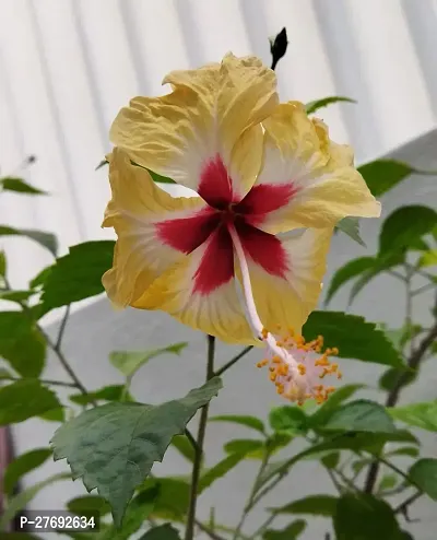 Zomoloco Hibiscus Yellow Live Flower Plant Cf3300