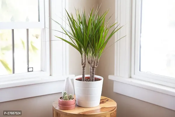 Zomoloco Live Air Purifying Red Edged Dracaena Mar