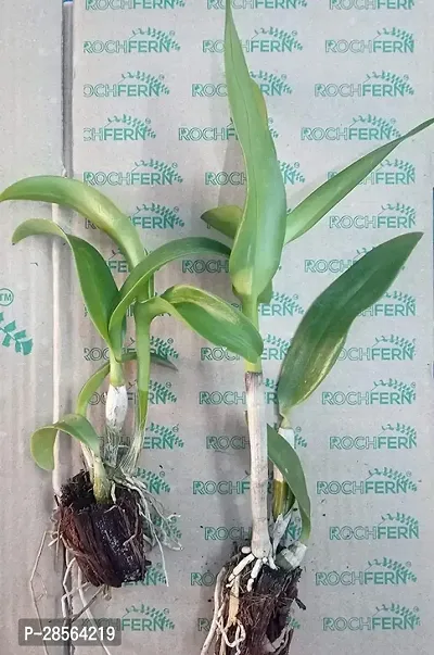 Zomoloco Orchid Plant GHklj55-thumb0