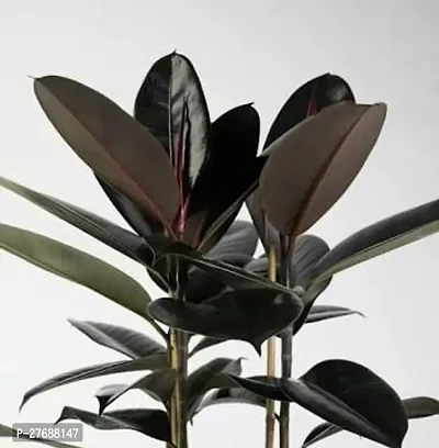 Zomoloco Live Rubber Plant Black Prince Rubber P-thumb0