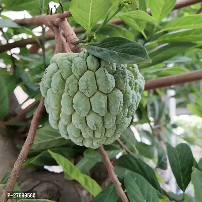 Zomoloco Custard Apple Live Plant Cf00441 Custar-thumb0