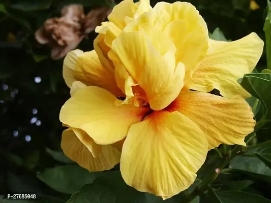 Zomoloco Hybrid Yellow Double Patel Hibiscus Plant-thumb0