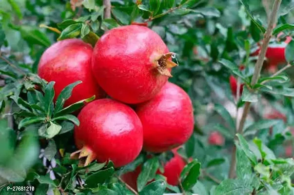 Zomoloco L11 Pomegranate Plant-thumb0