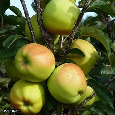 Zomoloco Apple Golden Delicious Hybrid Grafted Liv