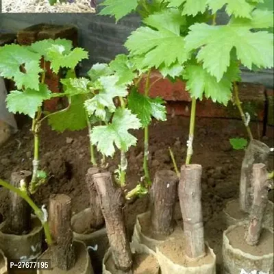 Zomoloco Grapes Plant Grapes Plant