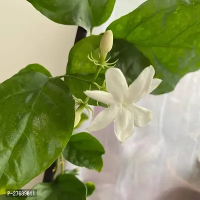 Zomoloco Arabian Jasmine Double Petal Live Flower